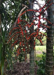 Chamaedorea tepejilote