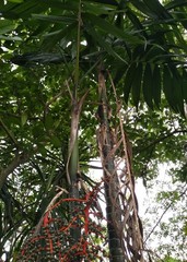 Chamaedorea tepejilote