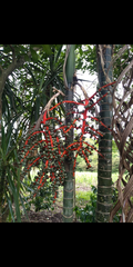 Chamaedorea tepejilote