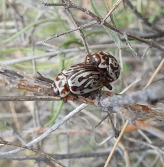 Calligrapha thermalis