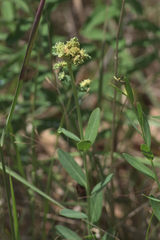 Aculops euphorbicolus