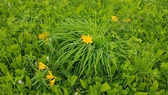 Hemerocallis middendorffii