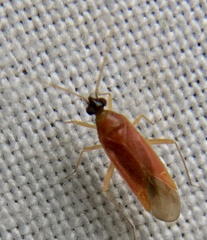 Phylus melanocephalus