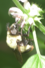 Volucella