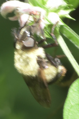 Volucella