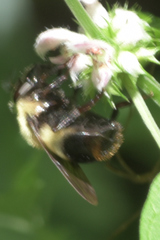 Volucella