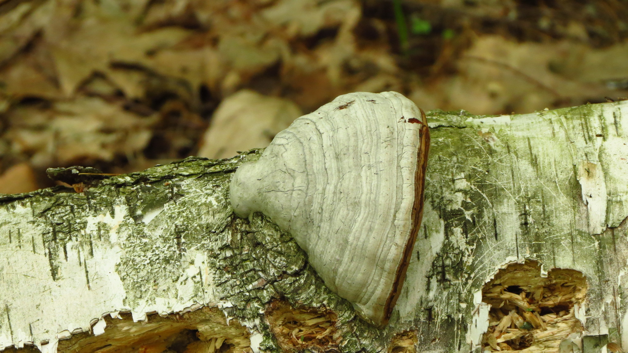 Fomes fomentarius image