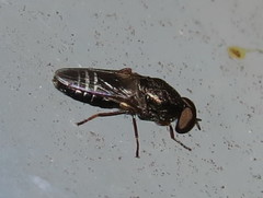Scenopinus fenestralis