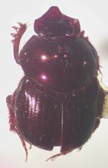 Onthophagus viridivinosus