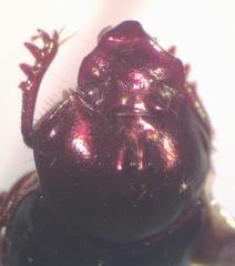 Onthophagus viridivinosus