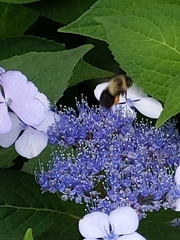 Bombus impatiens