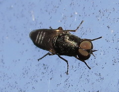 Scenopinus fenestralis