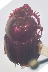 Onthophagus viridivinosus