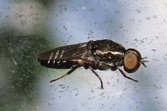 Scenopinus fenestralis