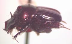 Onthophagus viridivinosus