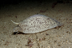 Amalda mucronata