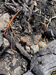 Euphydryas gillettii