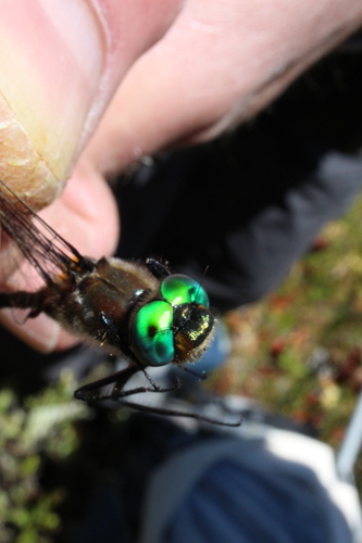 Corduliidae