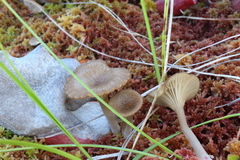 Arrhenia sphagnicola