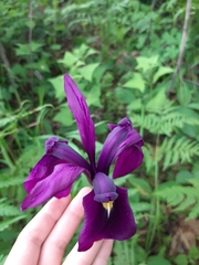 Iris ensata