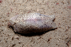 Amalda mucronata
