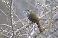 Syndactyla rufosuperciliata