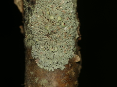 Physcia pumilior
