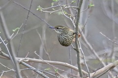 Syndactyla rufosuperciliata