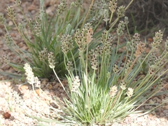 Plantago nivea