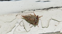 Telamona ampelopsidis
