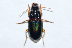 Selenophorus opalinus