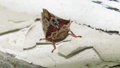 Telamona ampelopsidis