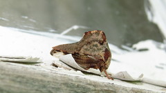 Telamona ampelopsidis