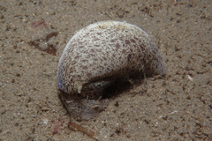 Amalda mucronata