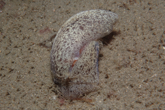 Amalda mucronata