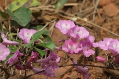 Bignonieae