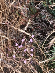 Limonium duriusculum