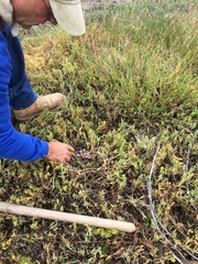 Limonium duriusculum