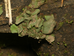 Dermatocarpon luridum