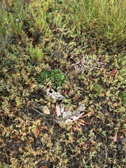 Limonium duriusculum