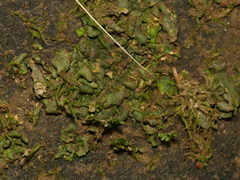 Dermatocarpon luridum