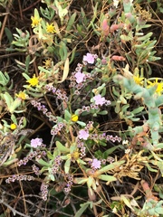 Limonium duriusculum