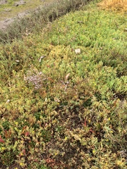 Limonium duriusculum