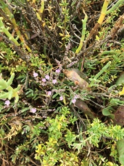 Limonium duriusculum