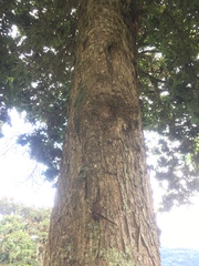 Quercus costaricensis