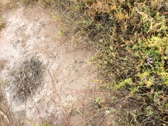 Limonium duriusculum