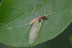 Stenacron interpunctatum interpunctatum