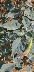 Datura wrightii