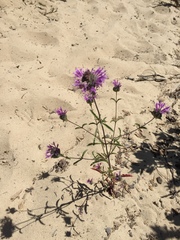 Monardella sinuata nigrescens