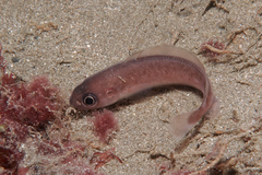 Pseudophycis breviuscula